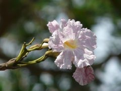 Tabebuia rosea Apamate, Pink Poui, Pink Tecoma, Rosy Trumpet Tree Tabebuia rosea Apamate, Pink Poui, Pink Tecoma, Rosy Trumpet Tree